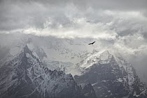Andean Condor (Vultur gryphus) flying near mountains, Paine Massif, Torres del Paine, Torres del Paine National Park, Patagonia, Chile