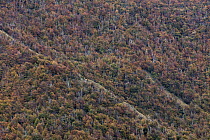 Beech (Fagus sp) trees in autumn, Torres del Paine National Park, Patagonia, Chile