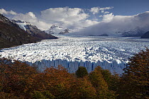Beech (Fagus sp) trees in autumn and Perito Moreno Glacier, Los Glaciares National Park, Patagonia, Argentina