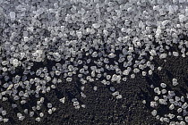 Salt crystals on saline lake shoreline, Amarga Lagoon, Torres del Paine National Park, Patagonia, Chile