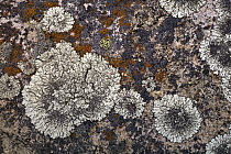 Lichen on rock, Torres del Paine National Park, Patagonia, Chile