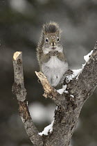 Red Squirrel (Tamiasciurus hudsonicus) feeding in winter, Algonquin Provincial Park, Ontario, Canada