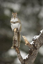 Red Squirrel (Tamiasciurus hudsonicus) in winter, Algonquin Provincial Park, Ontario, Canada