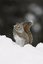 Red Squirrel (Tamiasciurus hudsonicus) feeding in snow, Algonquin Provincial Park, Ontario, Canada