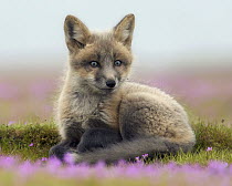 Red Fox (Vulpes vulpes) kit, Washington