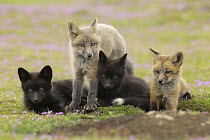 Red Fox (Vulpes vulpes) kits at den, Washington