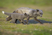 Red Fox (Vulpes vulpes) father and kit running, Washington