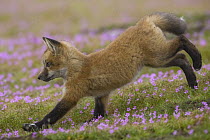 Red Fox (Vulpes vulpes) kit running, Washington