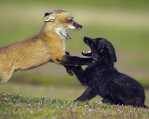 Red Fox (Vulpes vulpes) kits playing, Washington