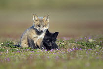 Red Fox (Vulpes vulpes) kits, Washington