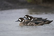 Spectacled Duck (Speculanas specularis) trio, Torres del Paine National Park, Patagonia, Chile