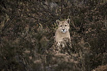 Mountain Lion (Puma concolor) sub-adult, Torres del Paine National Park, Patagonia, Chile