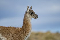 Guanaco (Lama guanicoe) juvenile, Torres del Paine National Park, Patagonia, Chile