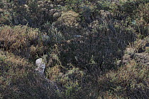 Mountain Lion (Puma concolor) cub in shrubland, Torres del Paine National Park, Patagonia, Chile