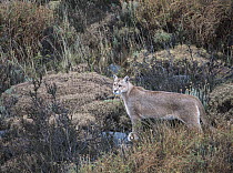 Mountain Lion (Puma concolor), Torres del Paine National Park, Patagonia, Chile
