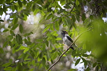 Bearded Bellbird (Procnias averano) calling, Asa Wright Nature Center, Trinidad, Caribbean