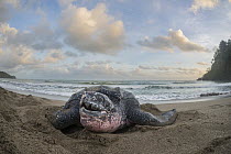 Leatherback Sea Turtle (Dermochelys coriacea) female coming on shore to lay her eggs, Grande Riviere, Trinidad, Caribbean