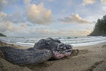 Leatherback Sea Turtle (Dermochelys coriacea) female on beach to lay eggs, Grande Riviere, Trinidad, Caribbean