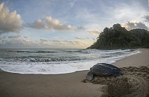 Leatherback Sea Turtle (Dermochelys coriacea) female returning to the sea after laying her eggs, Grande Riviere, Trinidad, Caribbean
