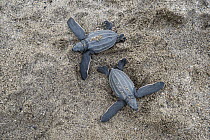 Leatherback Sea Turtle (Dermochelys coriacea) hatchlings, Grande Riviere, Trinidad, Caribbean