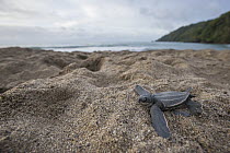 Leatherback Sea Turtle (Dermochelys coriacea) hatchling moving towards sea, Grande Riviere, Trinidad, Caribbean