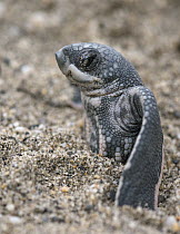 Leatherback Sea Turtle (Dermochelys coriacea) hatchling stuck in sand, Grande Riviere, Trinidad, Caribbean