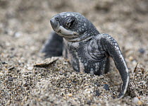 Leatherback Sea Turtle (Dermochelys coriacea) hatchling stuck in sand, Grande Riviere, Trinidad, Caribbean