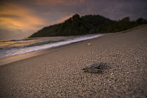 Leatherback Sea Turtle (Dermochelys coriacea) hatchling moving towards sea, Grande Riviere, Trinidad, Caribbean