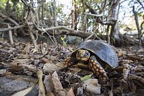 Red-footed Tortoise (Geochelone carbonaria), Saint Barts, Caribbean