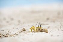 Ghost Crab (Ocypode quadrata) on beach, Barbados, Caribbean