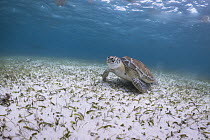 Green Sea Turtle (Chelonia mydas), Shark Ray Alley, Ambergris Caye, Belize