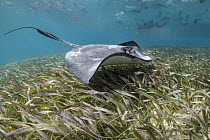 Southern Stingray (Dasyatis americana), Shark Ray Alley, Ambergris Caye, Belize