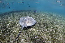 Southern Stingray (Dasyatis americana) over seagrass, Shark Ray Alley, Ambergris Caye, Belize