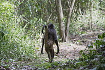 Black-handed Spider Monkey (Ateles geoffroyi) walking on legs, Punta Laguna Nature Preserve, Yucatan Peninsula, Mexico