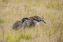 Giant Anteater (Myrmecophaga tridactyla) mother carrying one-month-old young, Serra de Canastra National Park, Brazil