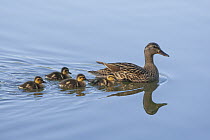 Mallard (Anas platyrhynchos) mother and one-week-old ducklings, Spring Lake Regional Park, Santa Rosa, California