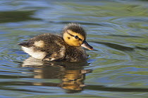 Mallard (Anas platyrhynchos) one-week-old duckling, Spring Lake Regional Park, Santa Rosa, California