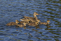 Mallard (Anas platyrhynchos) mother and three-week-old ducklings, Spring Lake Regional Park, Santa Rosa, California