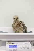 Red-shouldered Hawk (Buteo lineatus) three-week-old orphaned chick being weighed, WildCare Wildlife Rehabilitation Center, San Rafael, California