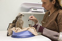 Red-shouldered Hawk (Buteo lineatus) rehabilitator, Melanie Piazza, feeding three-week-old orphaned chick, WildCare Wildlife Rehabilitation Center, San Rafael, California
