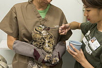 Great Horned Owl (Bubo virginianus) rehabilitator feeding orphaned chick, WildCare Wildlife Rehabilitation Center, San Rafael, California