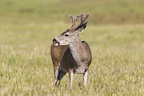Mule Deer (Odocoileus hemionus) buck in spring, Point Reyes National Seashore, California