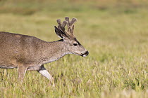 Mule Deer (Odocoileus hemionus) buck in spring, Point Reyes National Seashore, California