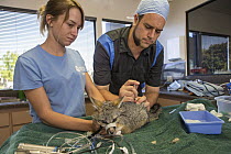 Common Gray Fox (Urocyon cinereoargenteus) veterinarian, Dan Famini, and rehabilitator, Danielle Mattos, with injured fox undergoing medical procedure, Sonoma County Wildlife Rescue, Petaluma, Califor...