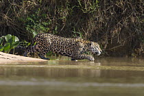 Jaguar (Panthera onca) stalking on riverbank, Pantanal, Brazil