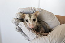 Virginia Opossum (Didelphis virginiana) orphaned joey held by rehabilitator, Sonoma County Wildlife Rescue, Petaluma, California