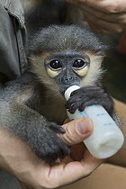 Gray-shanked Douc (Pygathrix cinerea) young rescued from illegal wildlife trade being bottle fed, Endangered Primate Rescue Center, Cuc Phuong National Park, Vietnam