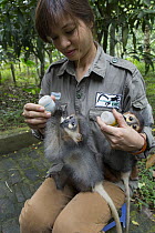 Gray-shanked Douc (Pygathrix cinerea) and Douc Langur (Pygathrix nemaeus) young rescued from illegal wildlife trade being bottle fed by rehabilitator, Nguyen Thi Thi Phuong, Endangered Primate Rescue...