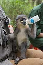 Gray-shanked Douc (Pygathrix cinerea) young rescued from illegal wildlife trade being bottle fed, Endangered Primate Rescue Center, Cuc Phuong National Park, Vietnam