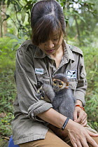 Gray-shanked Douc (Pygathrix cinerea) and Douc Langur (Pygathrix nemaeus) young rescued from illegal wildlife trade held by rehabilitator, Nguyen Thi Thi Phuong, Endangered Primate Rescue Center, Cuc...